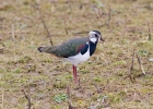 IMG_1343-Lapwing.jpg