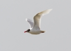 IMG_1359-Mediterranean-gull.jpg