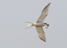 IMG_1577-Common-tern.jpg