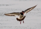 IMG_1641-Oystercatcher.jpg