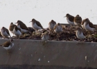 IMG_1731-Common-sandpiper.jpg