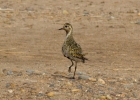 IMG_1810-Golden-plover.jpg