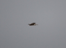 IMG_2012-Hen-Harrier--F.jpg