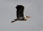 IMG_2090-Grey-heron.jpg