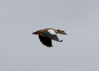 IMG_2102-Egyptian-goose.jpg