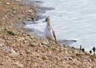 IMG_2152-Common-sandpiper.jpg