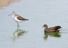 IMG_2184-Greenshank.jpg