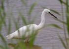 IMG_2424-Little-egret.jpg