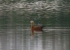 IMG_2516-Ruddy-shelduck.jpg