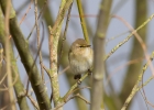 IMG_2597-Chiffchaff.jpg