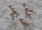 IMG_2816-Dunlin.jpg