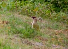 IMG_2918-Green-woodpecker.jpg