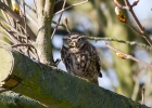 IMG_2957-Little-owl.jpg