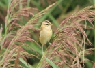 IMG_3013-Sedge-warbler.jpg