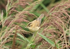 IMG_3017-Sedge-warbler.jpg