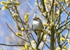 IMG_3059-Blackcap.jpg