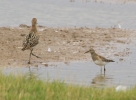 IMG_3088-Pectoral-sandpiper.jpg