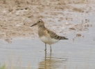 IMG_3089-Pectoral-sandpiper.jpg