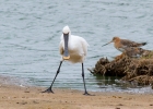 IMG_3186-Spoonbill.jpg