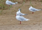 IMG_3209-Mediterranean-gull.jpg