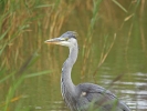 IMG_3345-Grey-heron.jpg