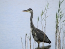 IMG_3385-Grey-heron.jpg