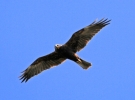 IMG_3483-Marsh-harrier.jpg