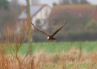 IMG_3653Marsh-harrier.jpg