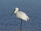 IMG_3750-Spoonbill.jpg