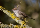 IMG_3932-Blackcap.jpg