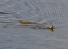 IMG_4050-Grass-snake.jpg