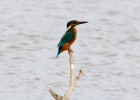 IMG_4056-Kingfisher.jpg