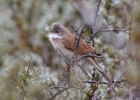 IMG_4284-Whitethroat.jpg