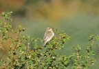 IMG_4341-Whinchat.jpg