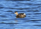 IMG_4562-Little-grebe.jpg