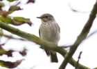 IMG_4590-Spotted-flycatcher.jpg