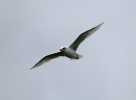 IMG_4622-Med-gull.jpg