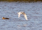 IMG_4703-Mediterranean-gull.jpg