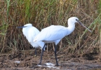 IMG_4778-Spoonbill.jpg