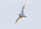 IMG_4828-Mediterranean-gull.jpg