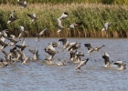 IMG_4863-Pink-footed-geese.jpg