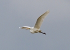 IMG_5037--Great-white-egret.jpg