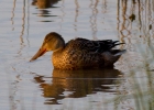 IMG_5177-Shoveler.jpg