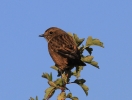 IMG_5205-Stonechat.jpg