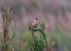 IMG_5326-Siberian-stonechat.jpg