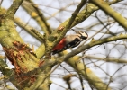 IMG_5351-G-S---Woodpecker.jpg