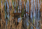 IMG_5400-Water-rail.jpg