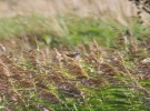 IMG_5484-Bearded-tit.jpg