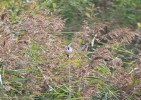 IMG_5526-Bearded-tit.jpg