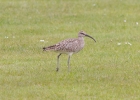 IMG_5548-Whimbrel.jpg